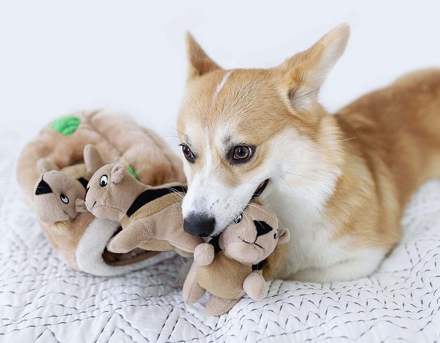 Hound Hide A Squirrel Plush Dog Toy Puzzle